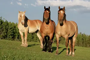Shire: Shire Horses - two standing together in pasture