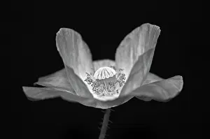 Monotone: Shirley poppy, Papaver rhoeas Shirley series, black and whit