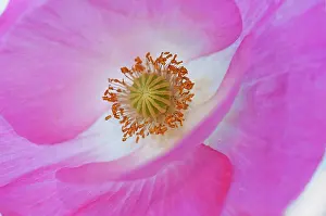 Changed: Shirley poppy, Papaver rhoeas Shirley series, pink flower sh