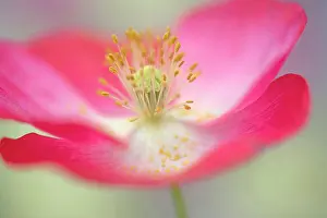 Shirley: Shirley poppy, Papaver rhoeas Shirley series, pink flower sh