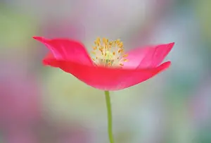 Shirley: Shirley poppy, Papaver rhoeas Shirley series, pink flower sh