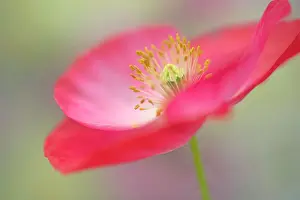 Shirley: Shirley poppy, Papaver rhoeas Shirley series, pink flower sh