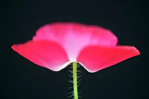 Shirley: Shirley poppy, Papaver rhoeas Shirley series, pink flower sh