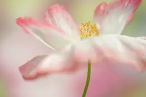 Shirley: Shirley poppy, Papaver rhoeas Shirley series. pink flower sh