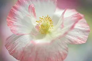 Shirley: Shirley poppy, Papaver rhoeas Shirley series. pink flower sh