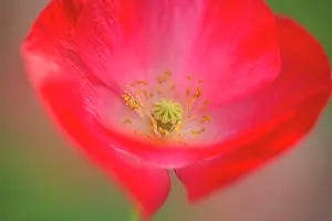 Shirley: Shirley poppy, Papaver rhoeas Shirley series. red flower sho