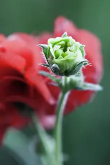 Crimson: Shirley poppy, Papaver rhoeas Shirley series, Crimson