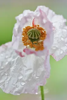 Shirley: Shirley poppy, Papaver rhoeas Shirley series, Close