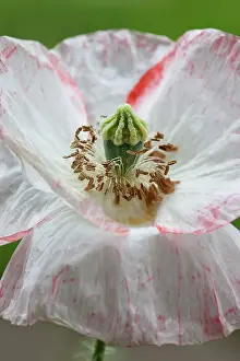 Shirley: Shirley poppy, Papaver rhoeas Shirley series, Close