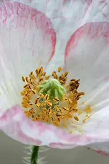 Shirley: Shirley poppy, Papaver rhoeas Shirley series, Close