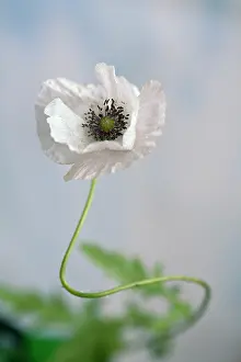Shirley: Shirley poppy, Papaver rhoeas Shirley series, Front
