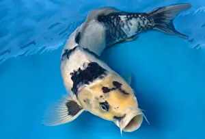 Carp: Shiro utsuri koi carp in an turquoise water