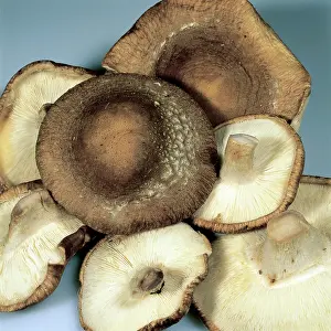 Foods: Shitake Mushrooms