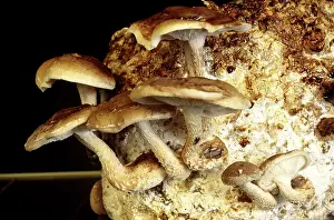 Foods: Shitake Mushrooms