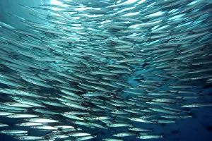 Barracudas: Shoal of barracuda, Sphyraena idiastes, Malpelo Island, Nati