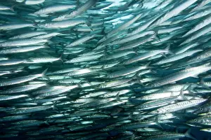 Barracudas: Shoal of barracuda, Sphyraena idiastes, Malpelo Island, Nati