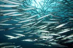 Barracudas: Shoal of barracuda, Sphyraena idiastes, Malpelo Island, Nati