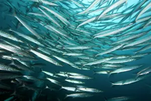 Barracudas: Shoal of barracuda, Sphyraena idiastes, Malpelo Island, Nati