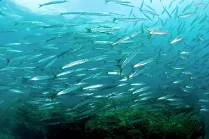 Barracudas: Shoal of barracuda, Sphyraena sphyraena, Ischia Island, Ital
