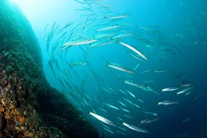 Amalfi: Shoal of barracuda, Sphyraena sphyraena, Vervece rock, Marin