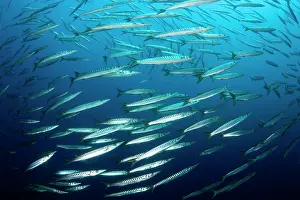 Amalfi: Shoal of barracuda, Sphyraena sphyraena, Vervece rock, Marin