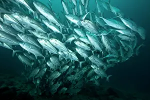 Caranx: Shoal of Bigeye Jack, Caranx sexfasciatus, Malpelo Island, N