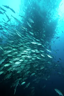Caranx: Shoal of Bigeye Jack, Caranx sexfasciatus, Malpelo Island, N