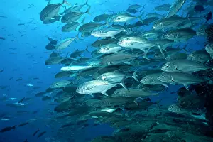 Caranx: Shoal of Bigeye jack Caranx sexfasciatus Galapagos Islands U