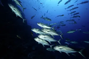 Caranx: shoal of bigeye jack - San Benedicto Revillagigedo Socorro I