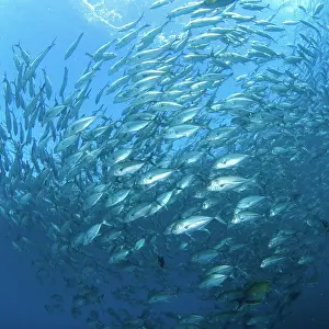 Caranx: Shoal of Bigeye trevallies (Caranx sexfasciatus)
