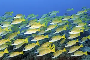 Cairn: Shoal of blue-striped snappers (Lutjanus kasmira) swimming densely over coral reef
