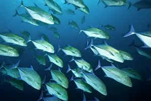 Caranx: Shoal of Bluefin trevally, caranx melampygus, Malpelo Island
