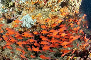 Imberbis: Shoal of Cardinal fish, Apogon imberbis, Ischia Island, Ital