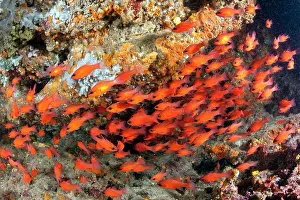Campania: Shoal of Cardinal fish, Apogon imberbis, Ischia Island, Ital