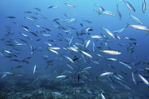 Cairn: Shoal of Decapterus mackerel (Decapterus tabl) swimming in the open sea over coral reef