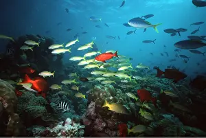 Seychelles: SHOAL OF FISH - SEYCHELLES