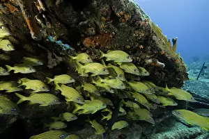 Wrecks: Shoal of French grunt Haemulon flavolineatum on the Sabinal