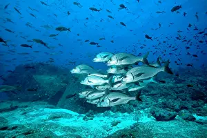 Grunt: Shoal of Galapagos grunt Orthopristis forbesi Galapagos Isla