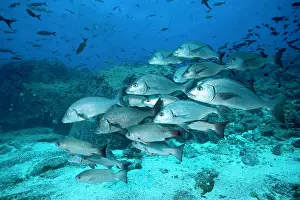 Grunt: Shoal of Galapagos grunt Orthopristis forbesi Galapagos Isla