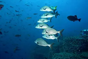 Grunt: Shoal of Galapagos grunt Orthopristis forbesi Galapagos Isla