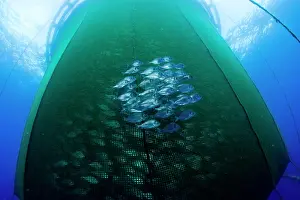 Fishery: Shoal of GIlt-head bream outside sea cage with thousand of G