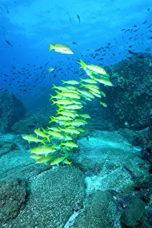 Goatfish: Shoal of goatfish Mulloidichthys dentatus Galapagos Islands