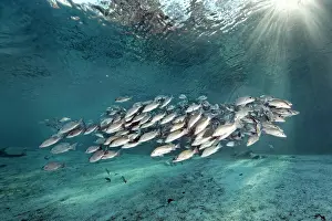 Snapper: Shoal of gray snappers (Lutjanus griseus), Three