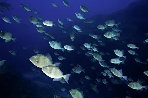 Carolinensis: Shoal of grey triggerfish, Balistes capriscus, Santa