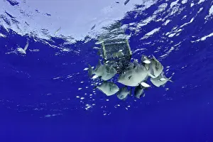 Scrap: Shoal of Grey triggerfish, Balistes capriscus, seek