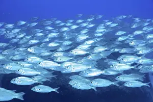 Canary: Shoal, group of arctic seabream (Pagellus acarne)