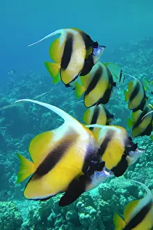 Butterflyfish: Shoal, group of red sea bannerfish (Heniochus intermedius)