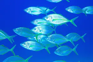 Mackerel: Shoal, group of yellowfin mackerel (Pseudocaranx