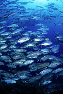 Caranx: Shoal of Jacks, Caranx sexfasciatus, Walindi, West New Brita