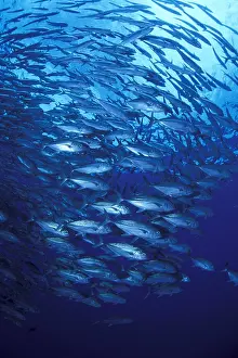 Caranx: Shoal of Jacks, Caranx sexfasciatus, Walindi, West New Brita
